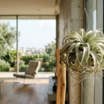 air plant care made easy 1 2026 04 27