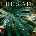 battling houseplant pests your easy guide to spotting stoppi 2026 04 26