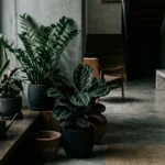 low light plants thrive in any space 2026 04 14