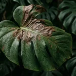 save your greens the top 5 houseplant diseases easy fixes 2026 04 16