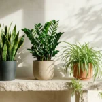 snake plant vs zz plant vs spider plant your ultimate beginn 2026 04 18