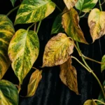 why are my plants leaves turning yellow your quick troublesh 2026 04 23